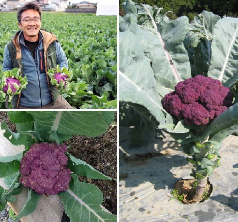 "Gói 20 "Hạt giống Súp lơ Tím [Seeds]