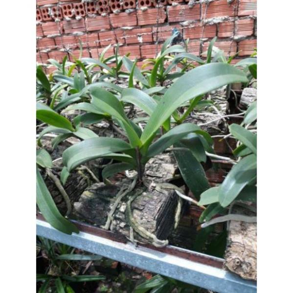 [FREESHIP - Xả Khô Máu] Hoa Lan Ngọc Điểm Rừng