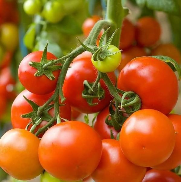 🍅Hạt Giống Cà Chua Bi🍅 (Tỉ Lể Nảy Mầm Cao, Siêu Ngọt Thơm) - 1gr/gói