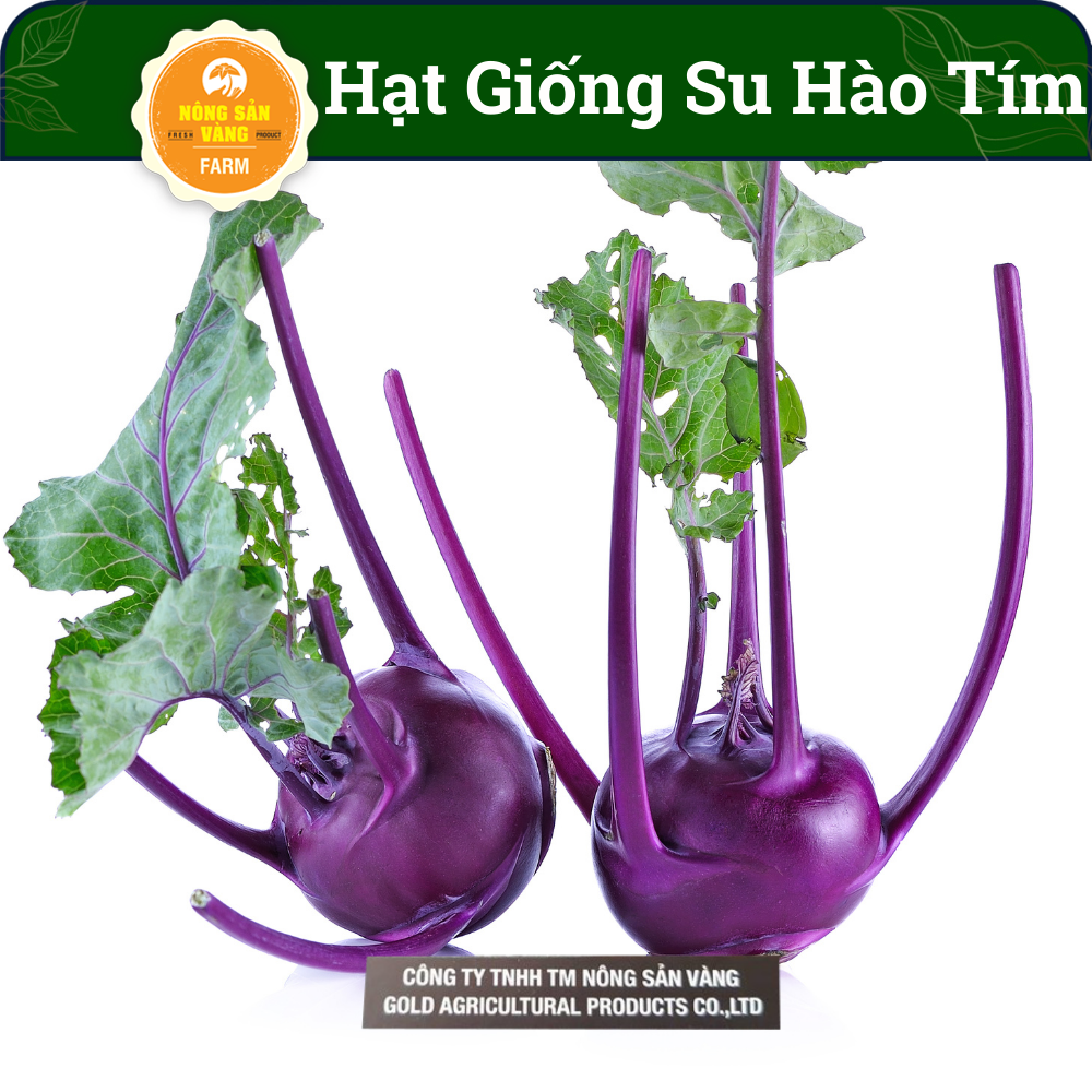 Kohlrabi seeds purple high nutritional value, suitable Climate Vietnam (pack of 0.5gram) -shallow gold