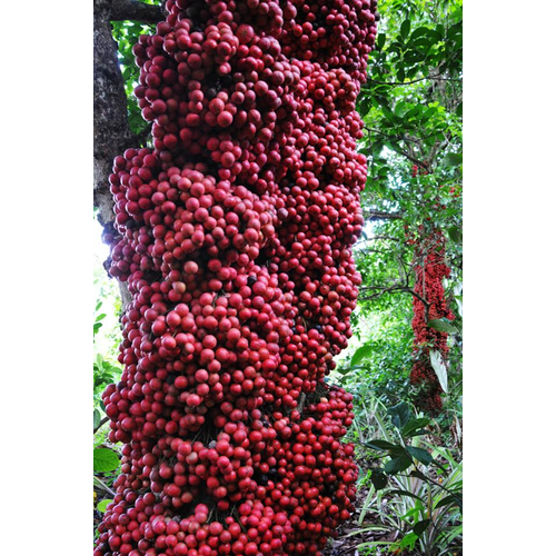 Cây dâu da đất, giống cây nguyên bầu đẹp giá rẻ xanh)