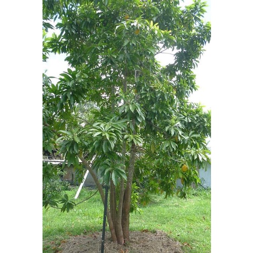 Cây Giống Lêkima (Trứng Gà) chuẩn giống
