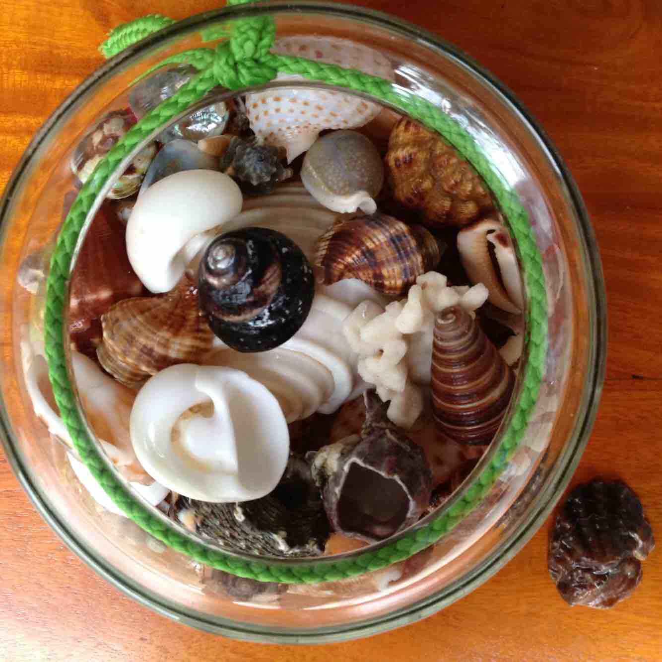 Vỏ ốc mix các loại
