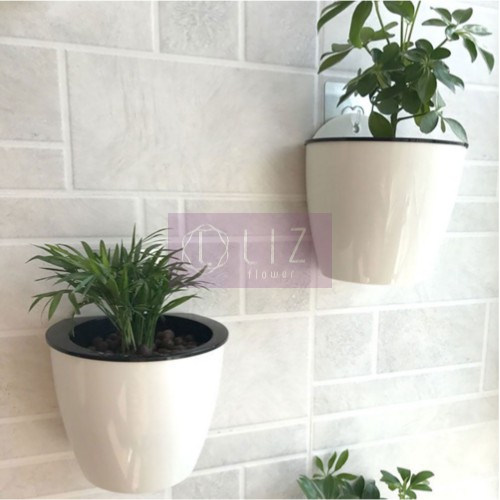 Chậu Treo Tường Trồng Cây Thuỷ Sinh [Kèm Dây & Móc Treo]