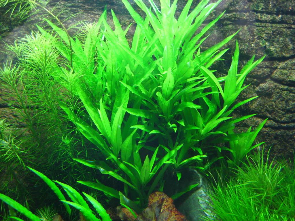 Aquarium Plants (5 Plants)
