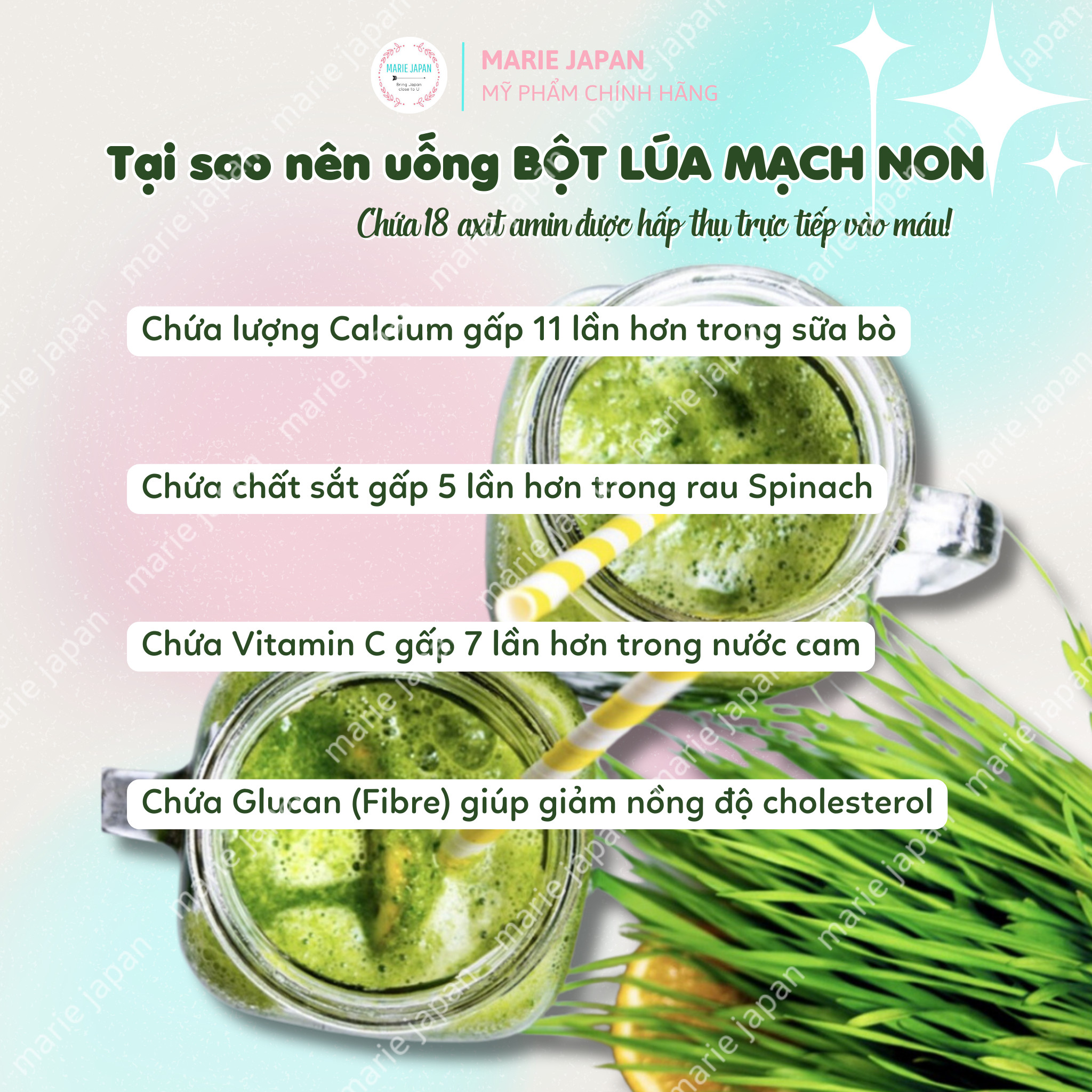 HỘP LỚN - Bột Lúa Mạch Non Grass Barley Nhật Bản