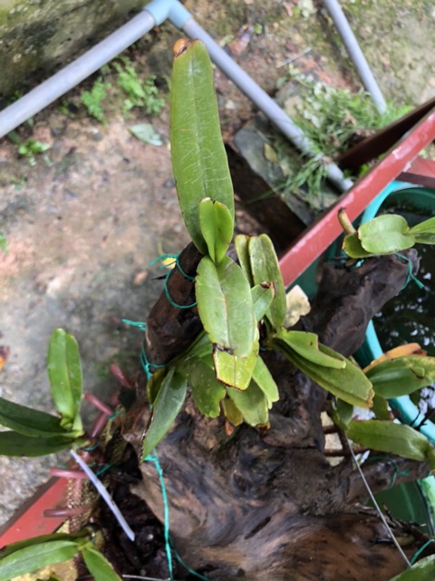 hoàng nhạn tháng 8 dáng hòn non bộ