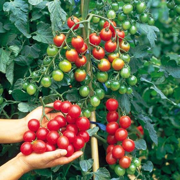 Hạt giống cà chua bi đỏ leo dàn(gói 20 hạt)tặng kèm phân bón