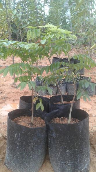 Combo 2 Cây sưa đỏ giống- cao 60cm