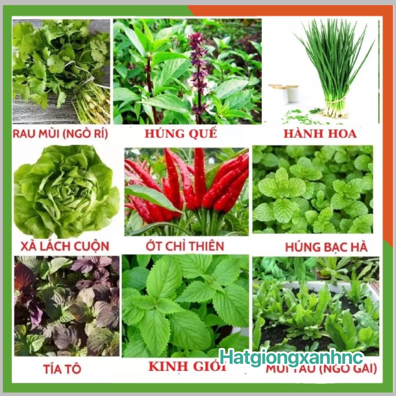 Hạt giống Rau gia vị dễ trồng-Combo 9 loại-Hạt giống rau củ quả chính hãng-Co6