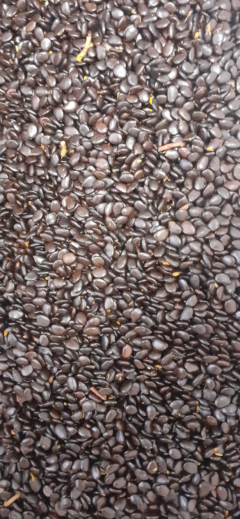 500 gram Acacia hybrid seed
