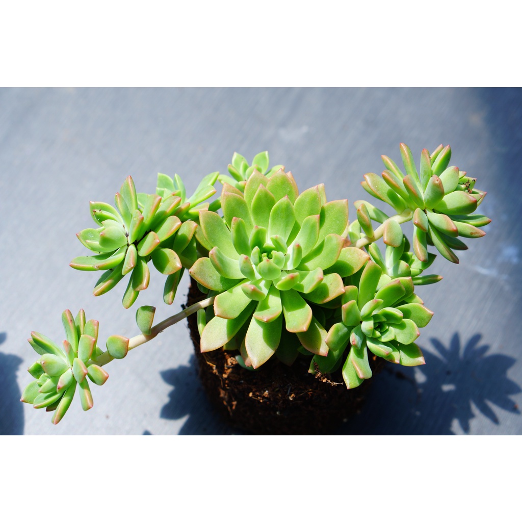 Sen đá mặt trời cam chậu trung size 8-9cm