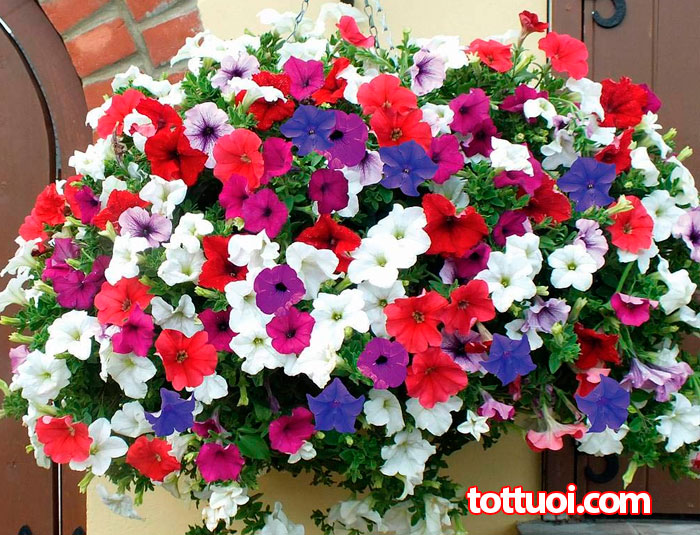 #Hạt giống dạ yến thảo mix màu