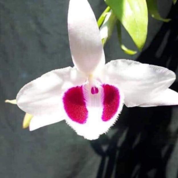 Kei Ám Mắt Đỏ Tân Lạc Hoà Bình cam kết giống chuẩn