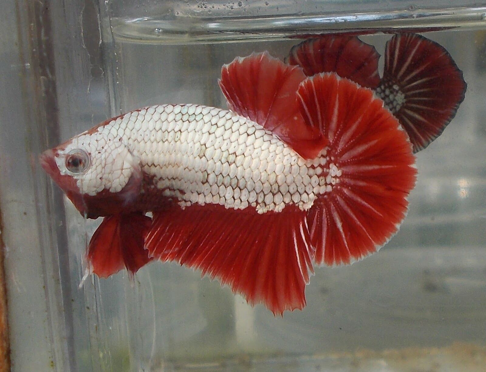 Betta Rô Cá 7 màu full red bds ( 1 cặp trống mái làm giống) màu đỏ rực rỡ dễ ...
