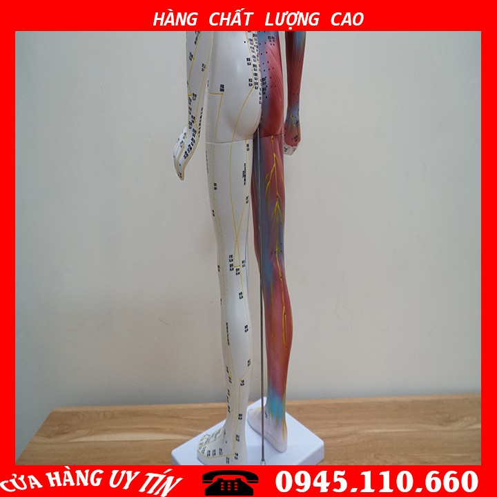 [HCM][MÔ HÌNH] Mô Hình Huyệt Vị - Mô Hình Châm Cứu Loại 85cm