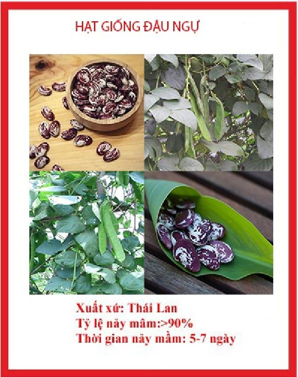 Hạt giống đậu ngự 100% nảy mầm ( 1 gói 10 hạt )