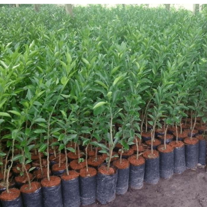 Túi ươm cây/ túi bầu cây các loại nhiều kích thước (500gr & 1 ký)