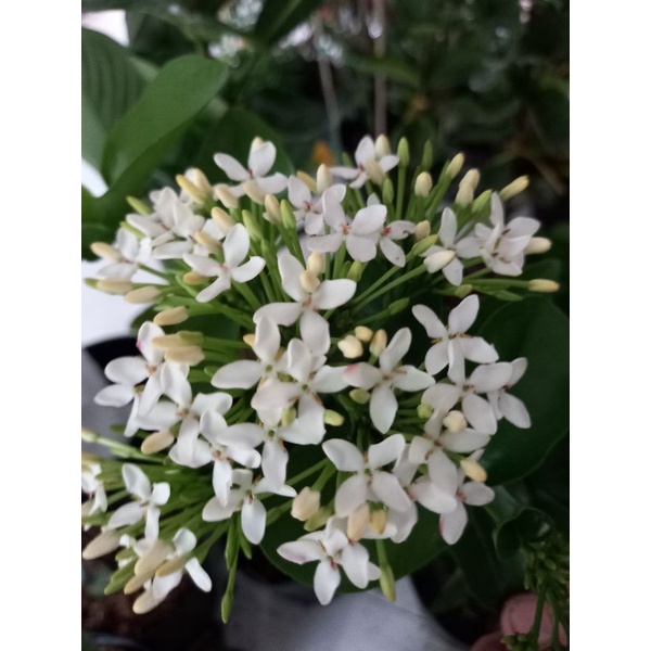 cây mẫu đơn trắng 1 cốt