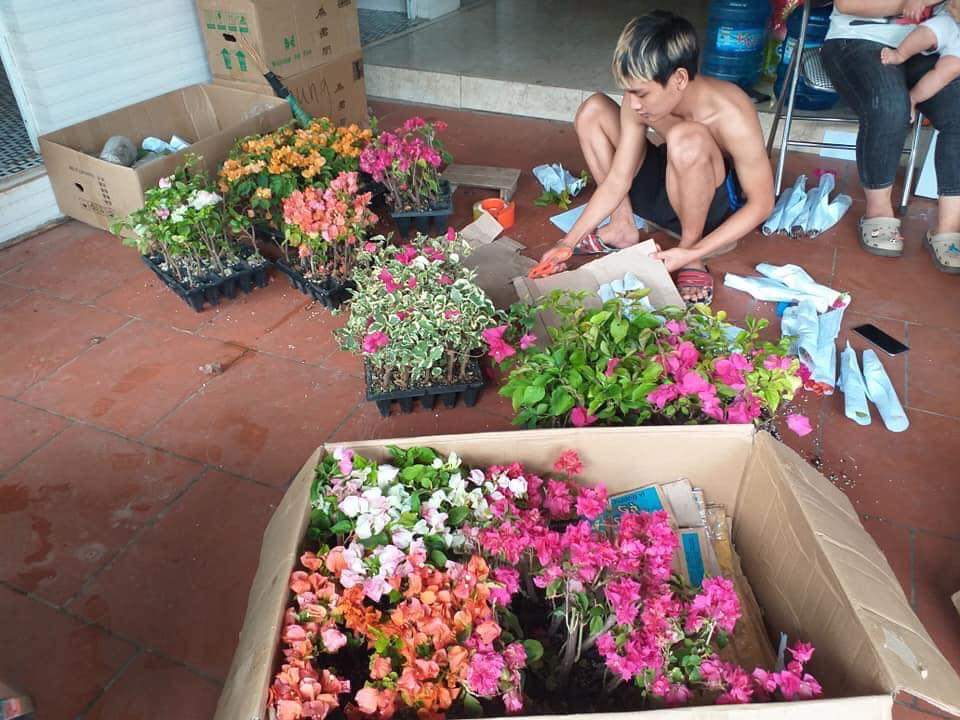 Hoa Giấy Ngũ Sắc ..ra hoa quanh nă