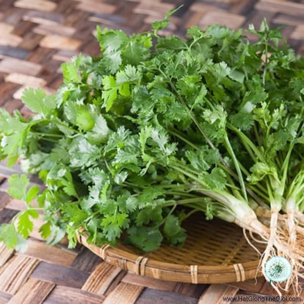 20Gr Hạt Giống Rau Mùi Ngò Ta (A5.201| Z1*X31*M103)