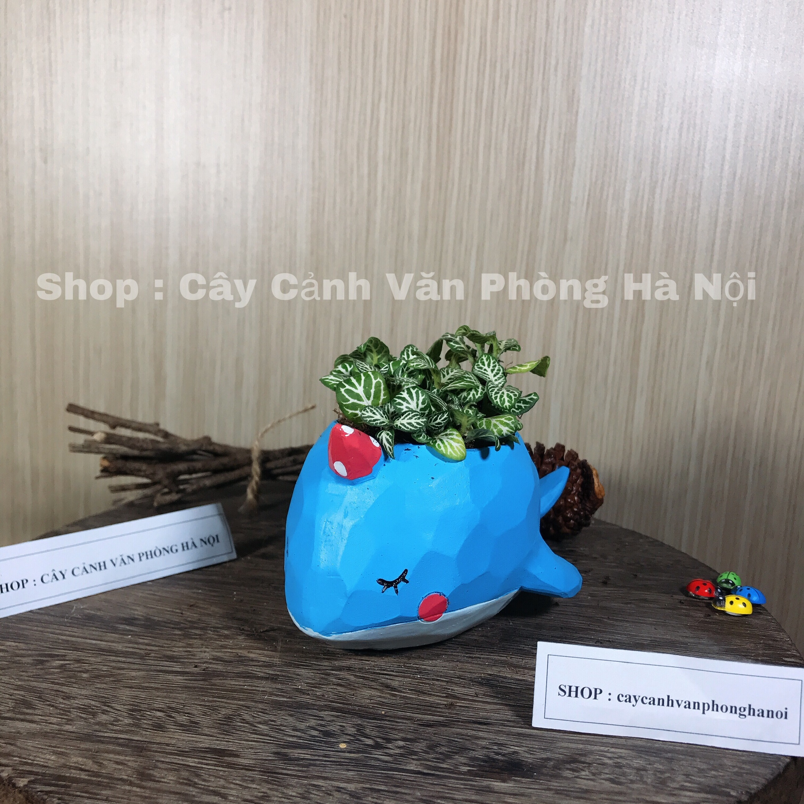 chậu cây hình cá voi xanh