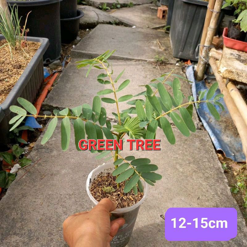 Cây giống so đũa bông trắng