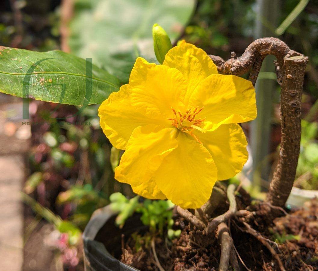 Mai Quắn chuẩn giống, gốc khoẻ, ổn định