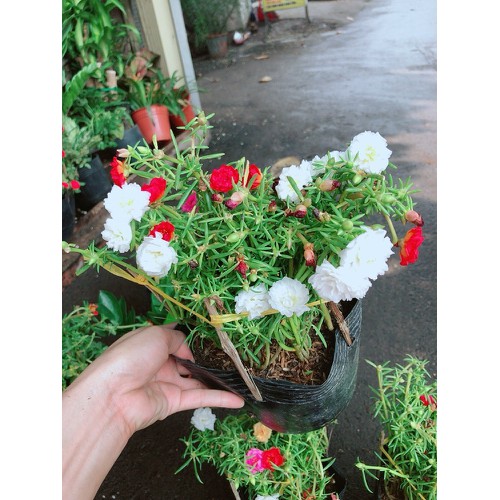 COM BO 2 CHẬU HOA MƯỜI GIỜ GIỐNG