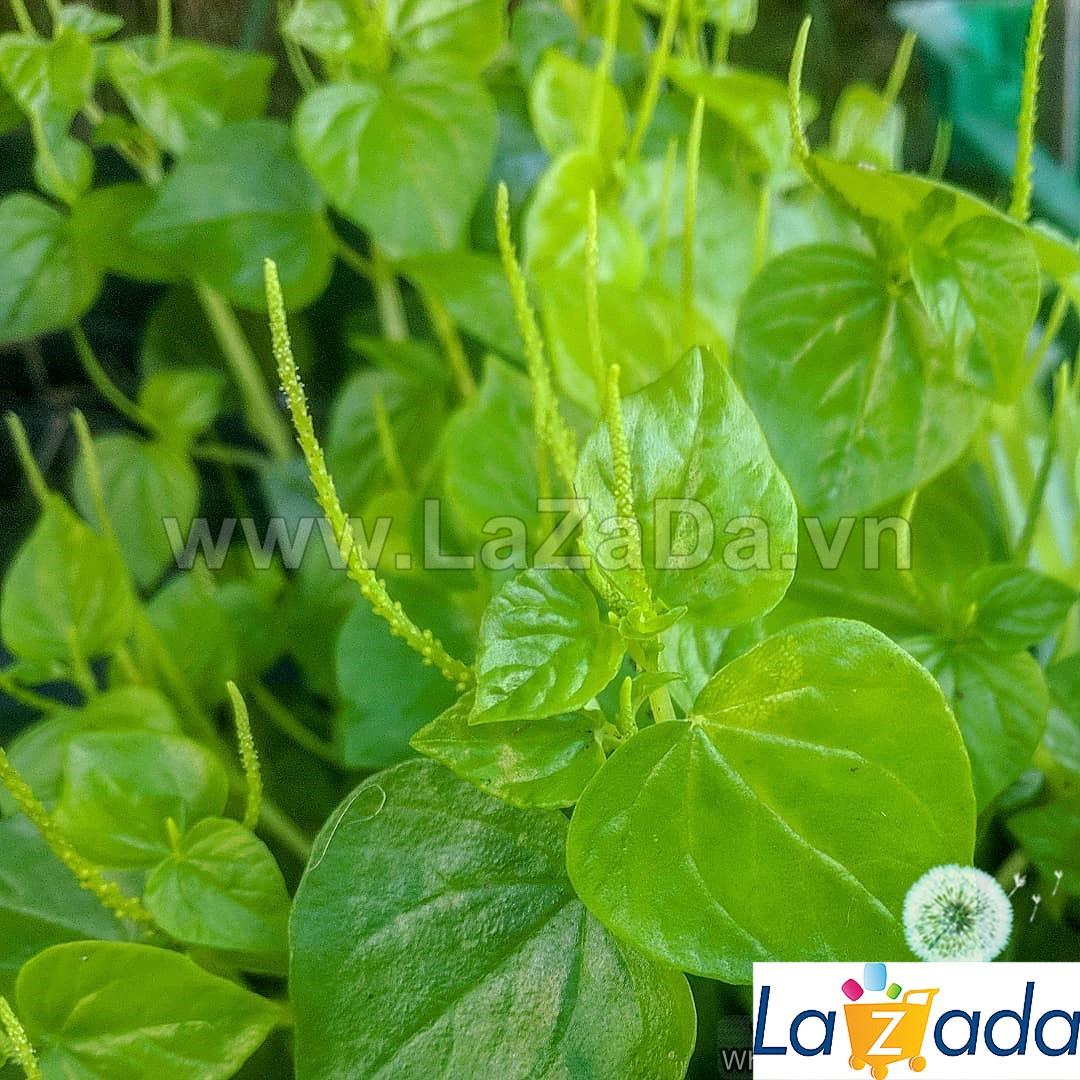 5Gr Hạt Giống Xà Lách Xoan Xanh (B1.202+B1.401| W3*V54*M149)