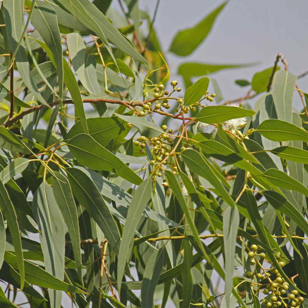 Cây khuynh diệp chanh/bạch đàn chanh/Lemon eucalyptus siêu thơm và ngừa trùng