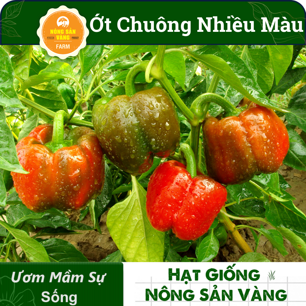 Hạt giống Ớt Chuông Nhiều Màu, Sinh Trưởng Và Phát Triển Khỏe, Năng Suất Cao (Gói 40 hạt) - Nông Sản Vàng