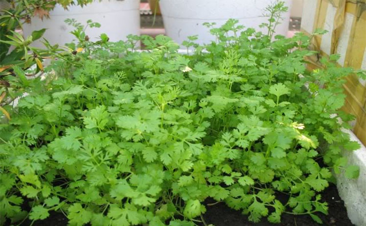 Hạt Giống Ngò Rí (Rau Mùi Ngò Ta) Gói 50gr