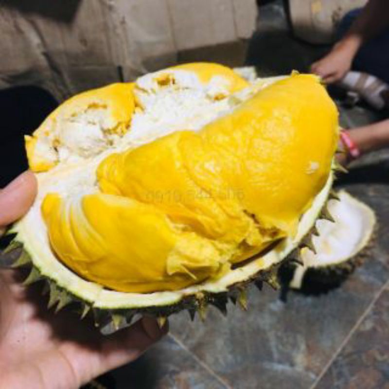 CÂY GIỐNG SẦU RIÊNG ÓC KHỈ ( CÂY GHÉP CHO TRÁI SỚM)
