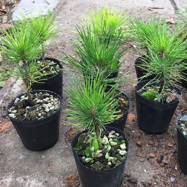 - Japanese pine seeds