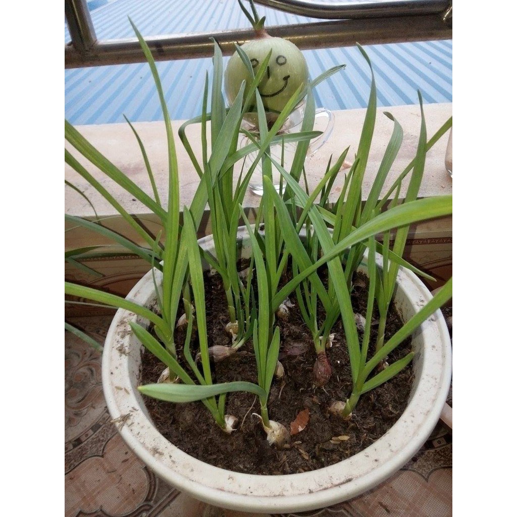 Hạt giống tỏi tây -1gr