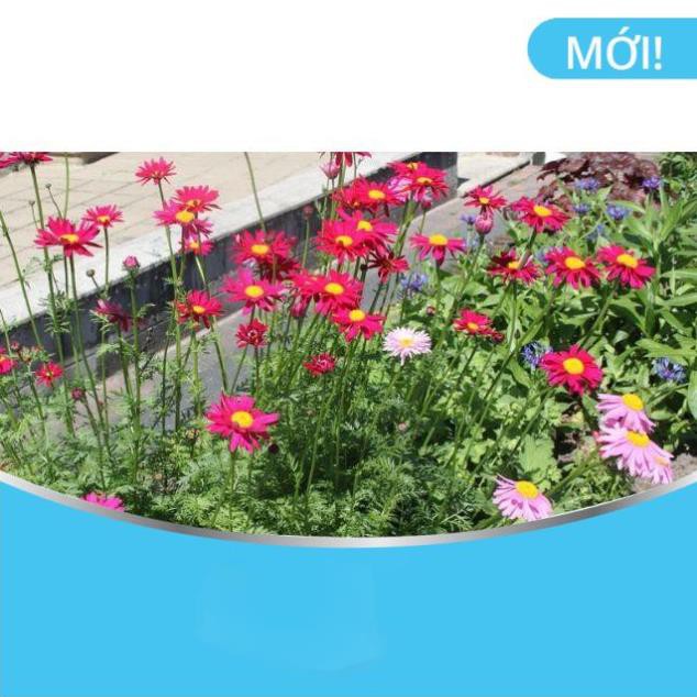 Hạt Giống Hoa Cúc Thơm /Cúc Đuổi Muỗi (150Hạt)