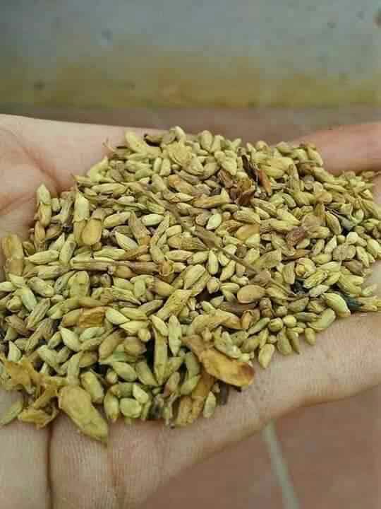 HOA HÒE KHÔ 1KG