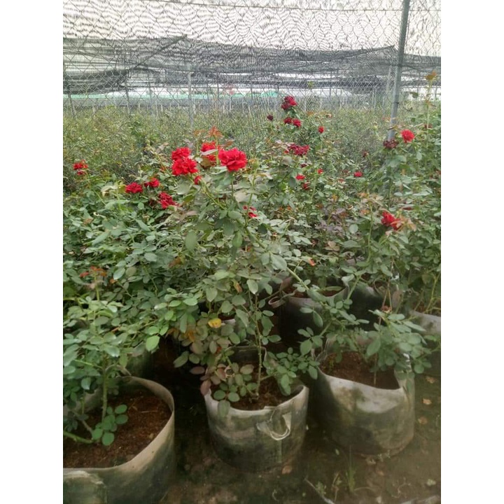 Hoa Hồng Cổ Hải Phòng,cây leo cây ra hoa quanh năm Cây Hoa Hồng Cổ Hải Phòng