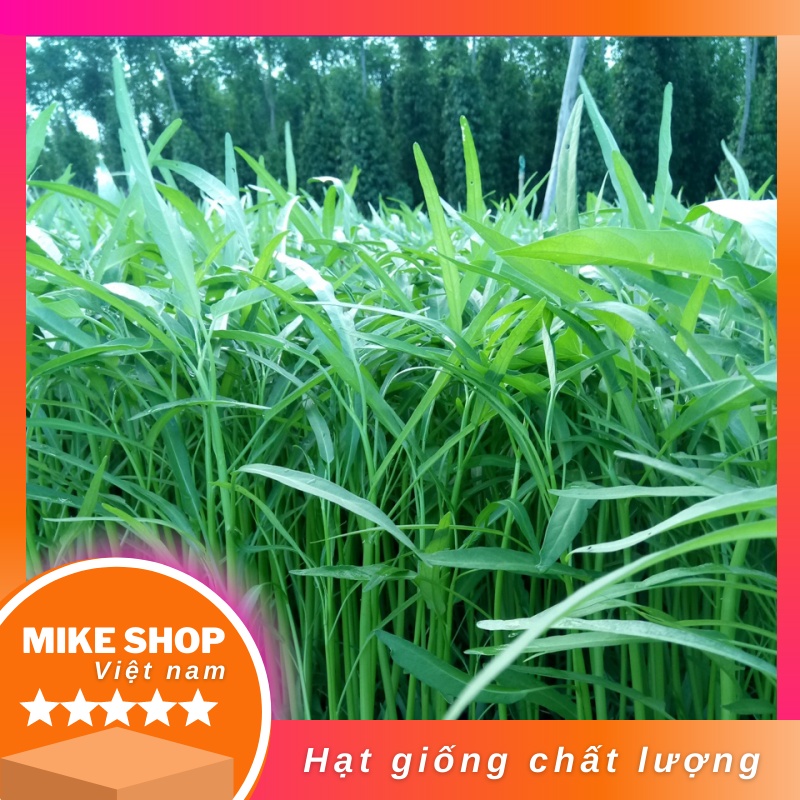 Hạt giống rau muống lá tre