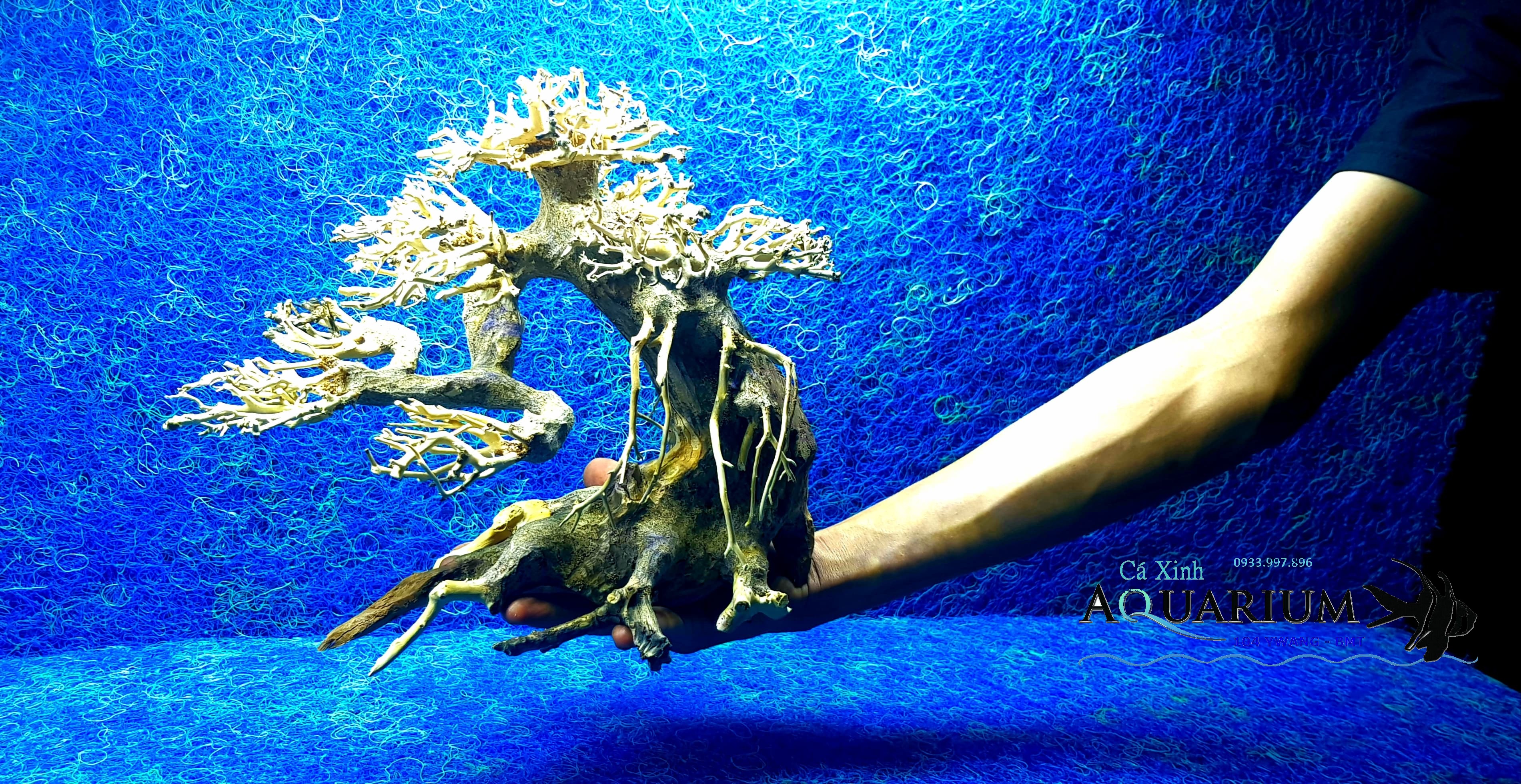 Cây Bonsai cho hồ cá size trung