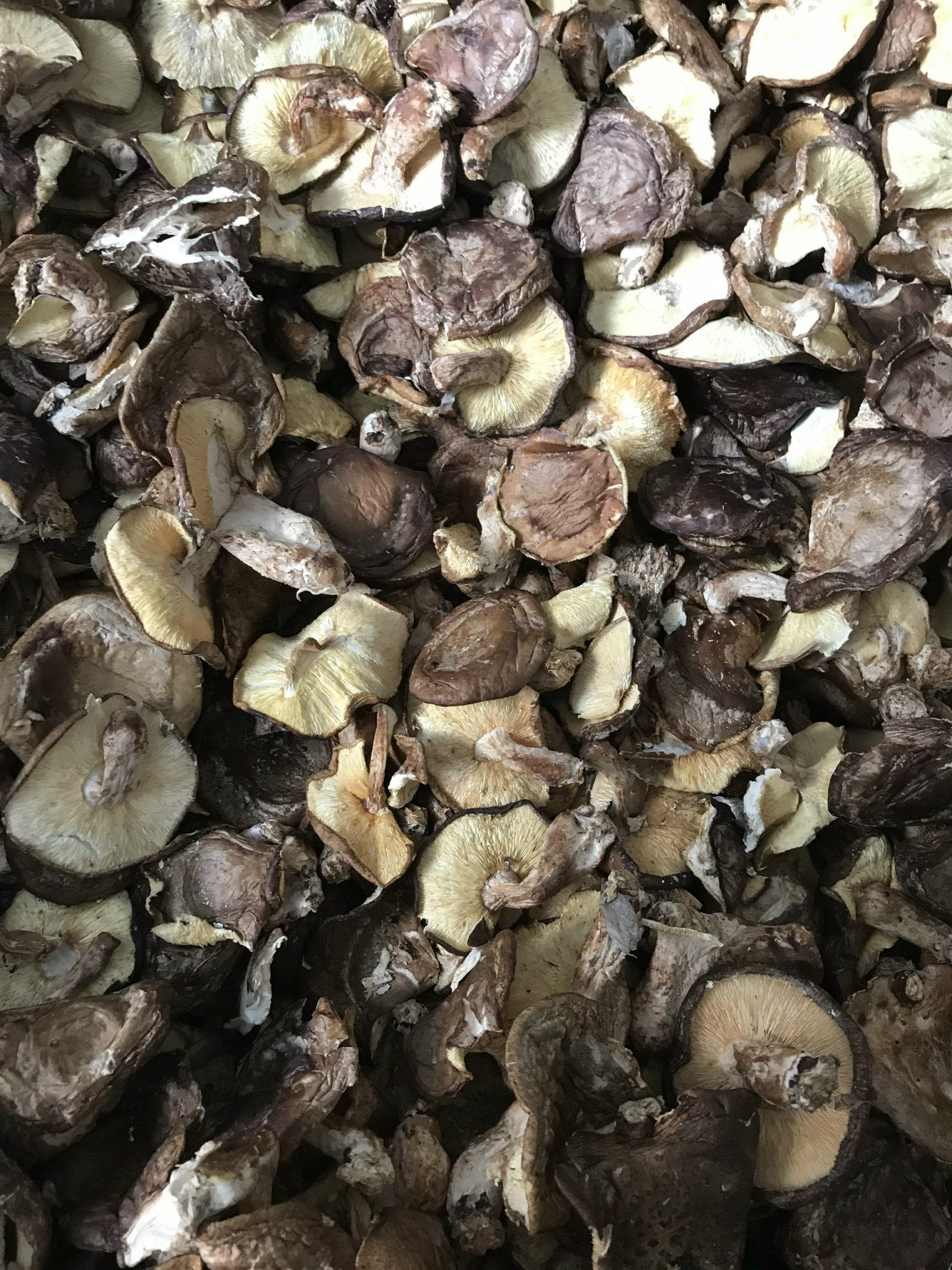 500GR Nấm hương rừng tây bắc