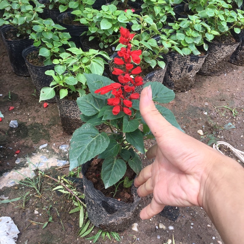 Cây Hoa Xác Pháo Đỏ Trồng Sẵn Đã Có Nụ Và Hoa