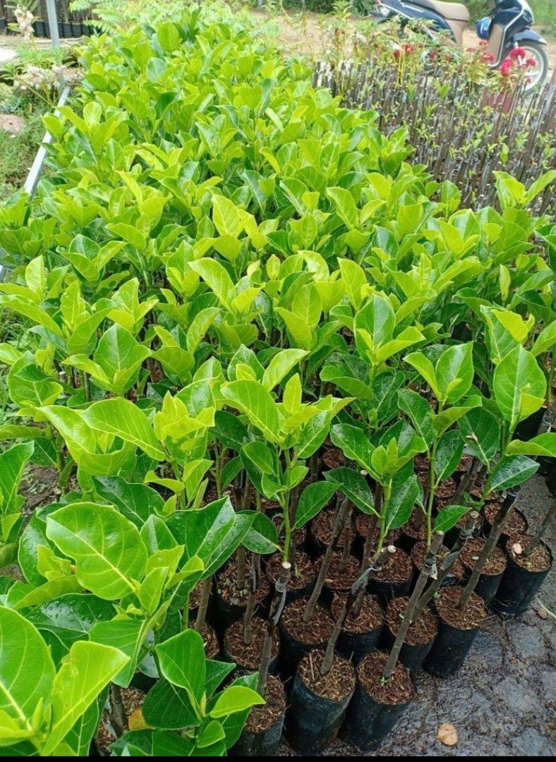 cây mít ruột đỏ sơ đỏ thái lan
