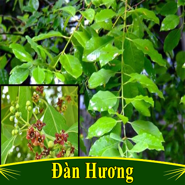 Cây giống đàn hương trắng ấn độ (Dòng F1)
