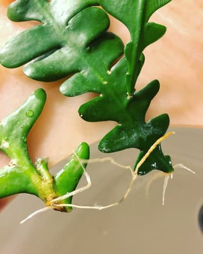 HOA NHẬT QUỲNH XƯƠNG CÁ