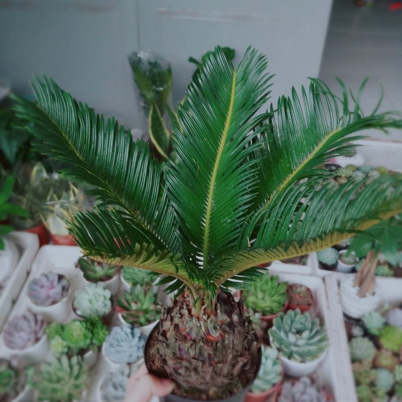 Cây giống thiên tuế (cao từ 25cm đến 30cm) - CayGiongTot