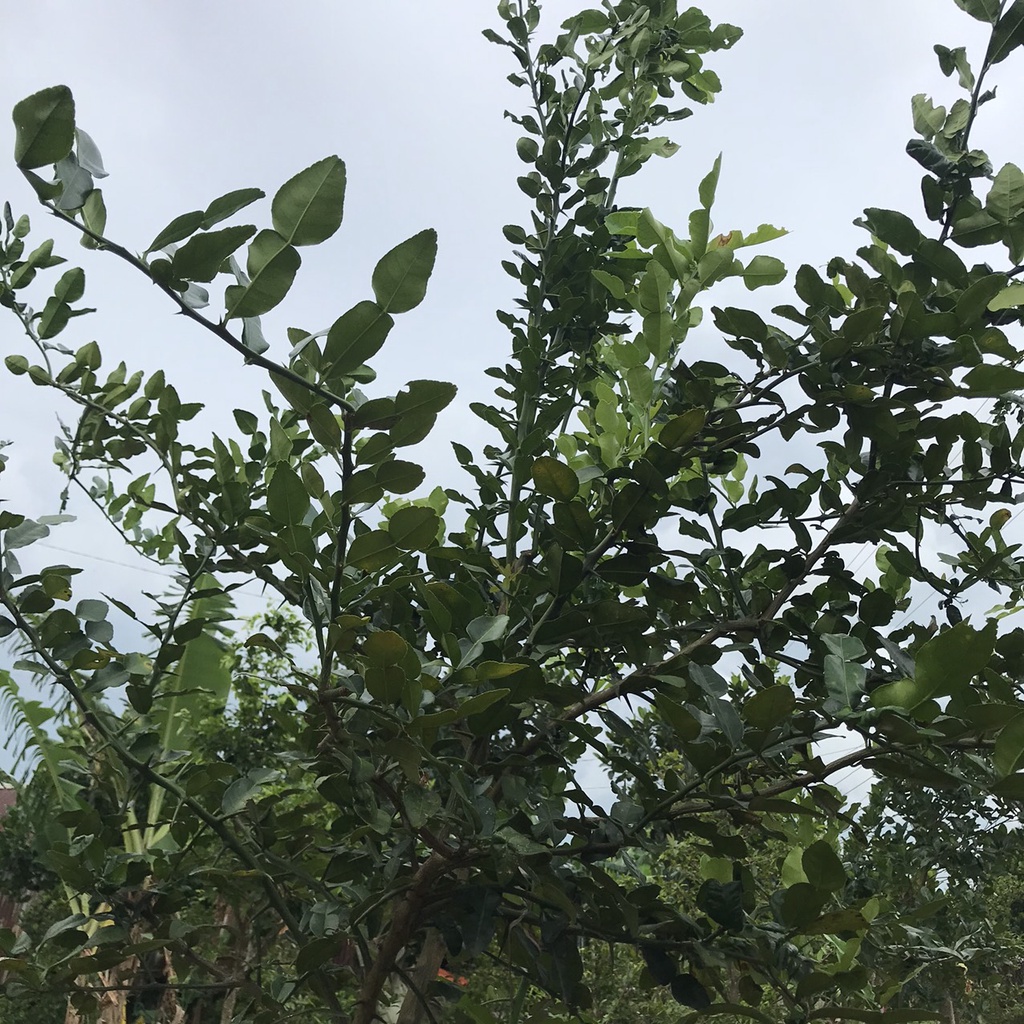 Lá Chúc (Lá Chanh Thái) ở An Giang dùng nấu gà 50g