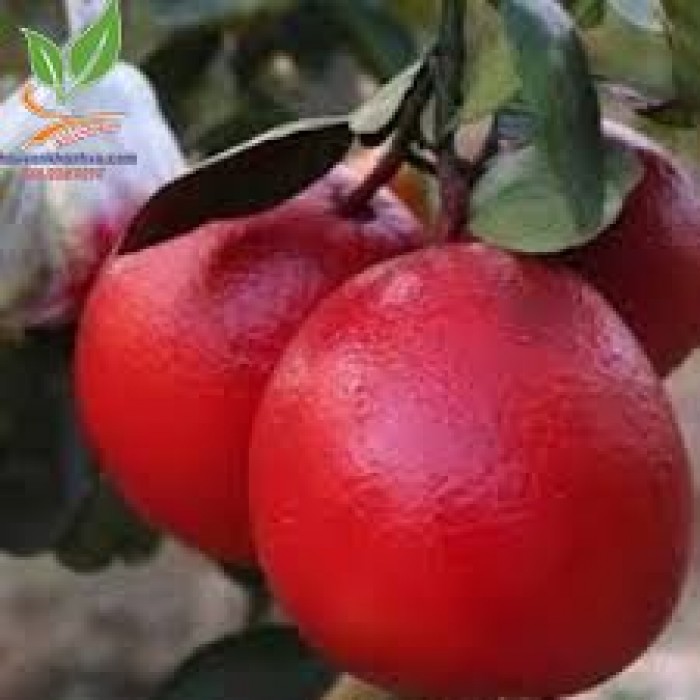 Cây giống BƯỞI ĐỎ LUẬN VĂN (TIẾN VUA) - CHUẨN GIỐNG F1