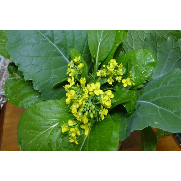 Hạt giống cải ngồng (cải ngọt bông) - gói 20 gram